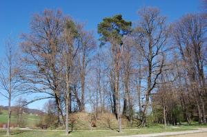 Gomile v Botaničnem vrtu Univerze v Mariboru .